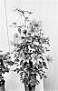 Clematis%20patens%20x%20Clematis%20viticella%20%27EviGsy151%27