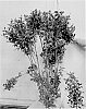 Ilex%20verticillata%20%27DD-21%27