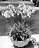 Agapanthus%20hybrid%20%27DWAgHyb05%27