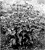 Echinacea%20hybrid%20%27Watermelon%20Sugar%27