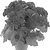 BEGONIA%20PLANT%20NAMED%20%27KRHARE01%27