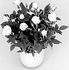 Rosa%20hybrida%20%27KORpot121%27
