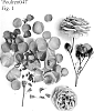 Rosa%20hybrida%20%27Poulren047%27