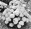 Hydrangea%20macrophylla%20%27SMNHMC%27