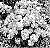 Hydrangea%20macrophylla%20%27SMNHMC%27