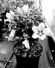 Hibiscus%20syriacus%20%27Samilhong%27