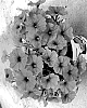 Petunia%20X%20hybrida%20%27Dopetpotpiclil%27