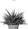 Haworthia%20pumila%20x%20Gasteria%20carintata%20var.%20verrucosa%20%27OVROCKS12%27