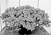 Calibrachoa%20sp.%20%27Suncal%201231%27