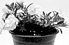 Calibrachoa%20sp.%20%27WNCALSBDBLWH24%27