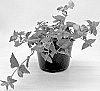 Torenia%20hybrida%20%2717TOR1-7-04%27