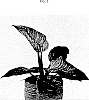 PHILODENDRON%20PLANT%20NAMED%20%27NATPHI01%27