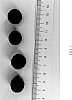 Vaccinium%20corymbosum%20L.%20%27DrisBlueThirty%27