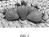 Fragaria%20X%20ananassa%20Duch.%20%27SGS73%201%27