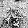 Leucothoe%20fontanesiana%20%27SMNLFGRV%27