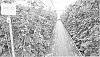Rubus.%20idaeus%20L.%20%27ABB%20132%27