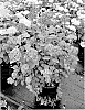 Hydrangea%20arborescens%20%27Hyso22%27