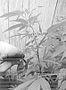 Cannabis%20sativa%20%27OT-1%27