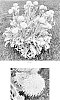 Centaurea%20ragusina%20%27Balcentsirl%27