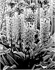 Eucomis%20hybrid%20%27Princess%20Bride%27