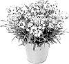 Dianthus%20caryophyllus%20L.%20%27KLEDG22394%27