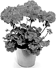 Pelargonium%20zonale%20%28L.%29%20L%27H%C3%83%C2%A9r.%20ex%20Aiton%20%27KLEPZ22620%27