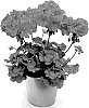 Pelargonium%20zonale%20%28L.%29%20L%27H%C3%A9r.%20ex%20Aiton%20%27KLEPZ22620%27