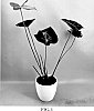 Anthurium%20andraeanum%20L.%20%27AN2656036%27