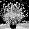 Lavandula%20X%20intermedia%20%27Hillav%27