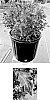 Plectranthus%20scutellarioides%20%27Balflamobin%27