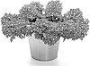Verbena%20x%20hybrida%20%27KLEVP22039%27