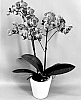 Phalaenopsis%20hybrid%20%27PHA525998%27