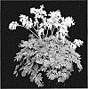 Dicentra%20hybrid%20%27Amore%20Titanium%27