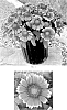 Gaillardia%20aristata%20%27FLOGA0001%27