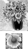 Gaillardia%20aristata%20%27FLOGB0060%27