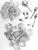 Rosa%20hybrida%20%27Poulpah118%27