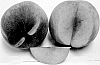 Prunus%20persica%20%27Wapeachseven%27
