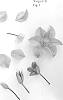 Clematis%20viticella%20%27Evipo116%27