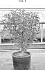Hibiscus%20syriacus%20%27ORSTHIB5X1%27