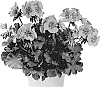 Pelargonium%20zonale%20x%20P.%20peltatum%20interspecific%20hybrid%20%27PacPX15505%27