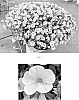 Calibrachoa%20x%20hybrida%20%27Balcabyelim%27