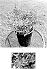 Cuphea%20hyssopifolia%20%27FLORCUMY05%27