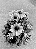 Rudbeckia%20hirta%20L.%20%27BullRudihir%20119%27