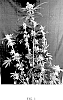 Cannabis%20hybrid%20%27D1118%27