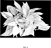 Epipremnum%20aureum%20%27UF-Ea-0317%27