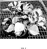 Epipremnum%20aureum%20%27UF-Ea-0311%27