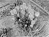 Kniphofia%20spp.%20%27Poco%20Daybreak%27