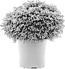 Chamaecyparis%20pisifera%20%27Minta%27