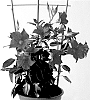 Mandevilla%20sanderi%20%27MAN222903%27