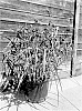 Tradescantia%20virginiana%20%27JS%20BRAINSTORM%27